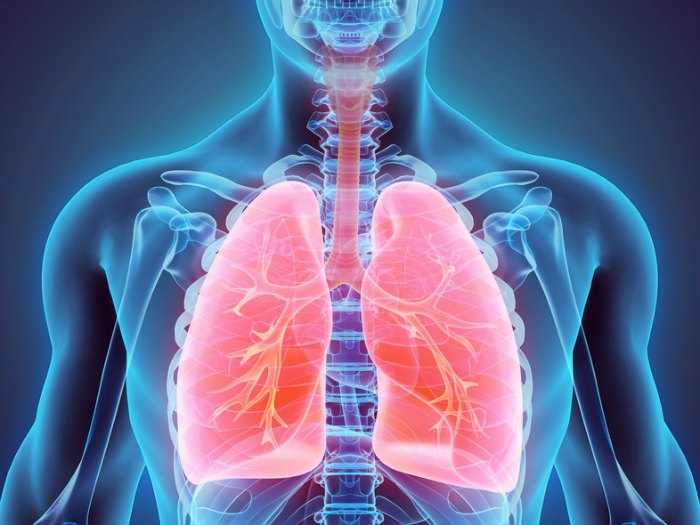 anatomía y fisiología del aparato respiratorio