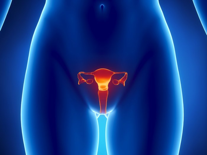 Anatomía y funcionamiento normal del aparato reproductor femenino